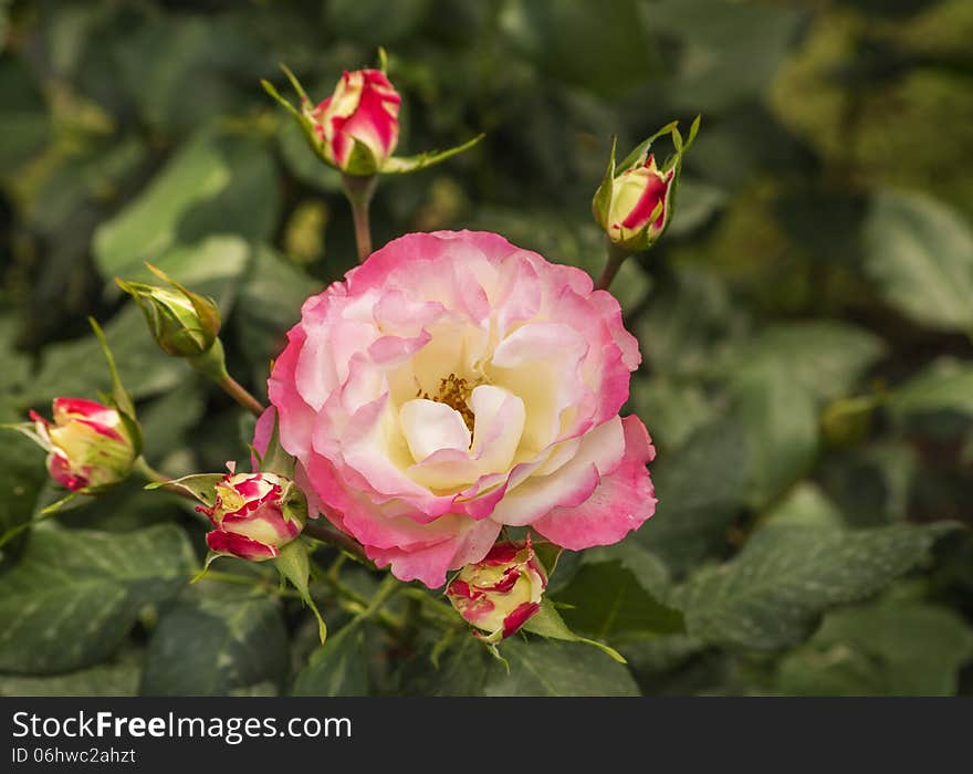 Branch of pink roses in bud on foliage background