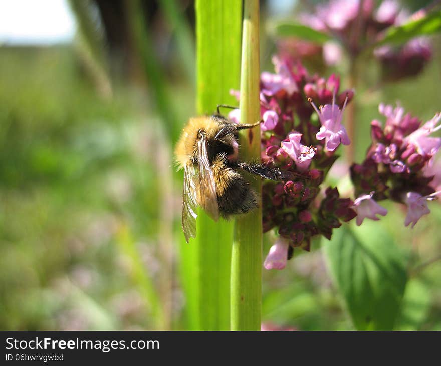 Insect and flower