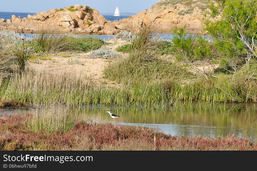 Sardinia bird knight of Italy. Sardinia bird knight of Italy