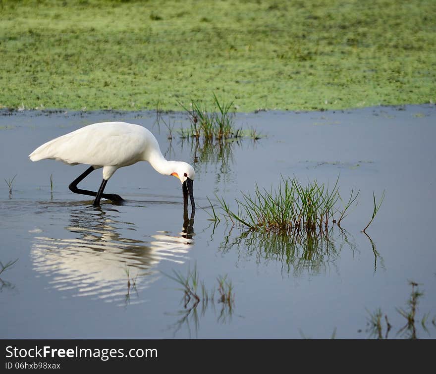 Wading Spoonbilled stork