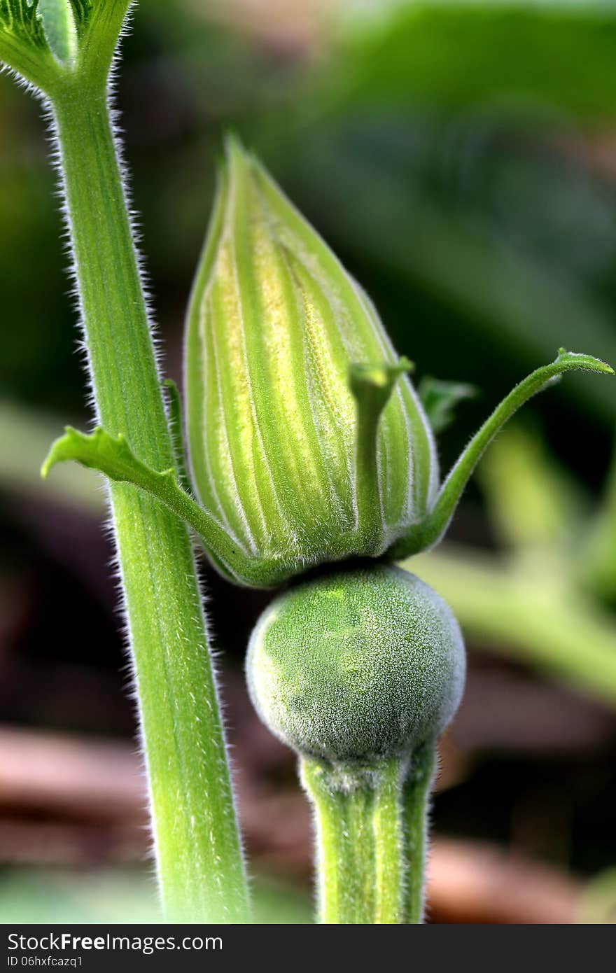 Close-up of a young pumpkin