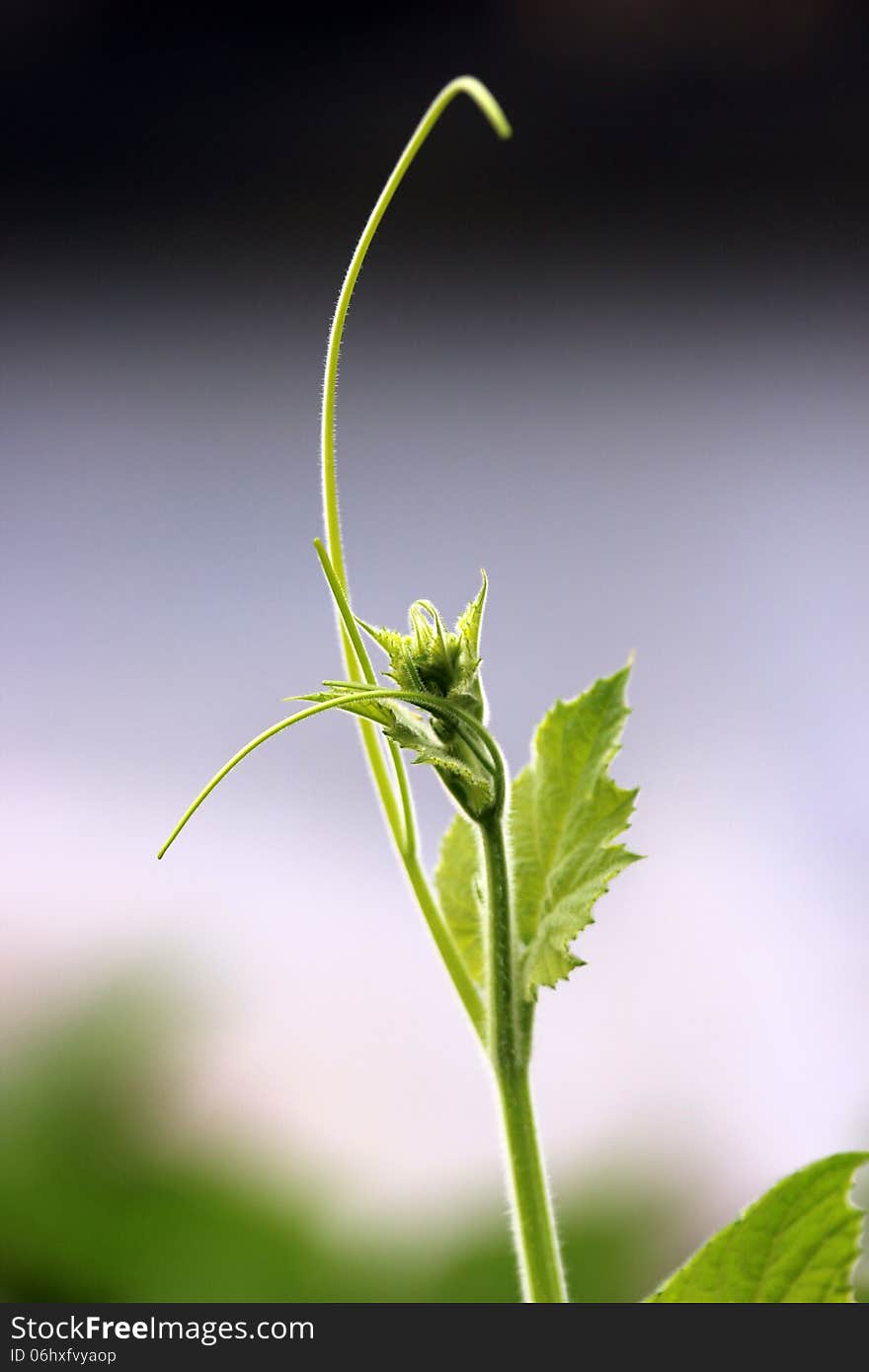 Green Leaf