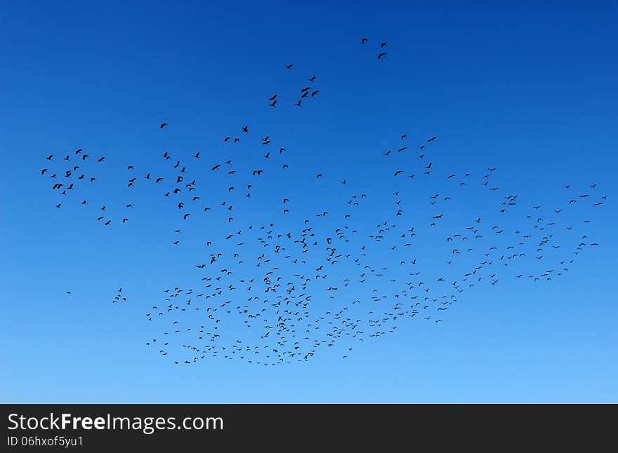 Birds in the Sky