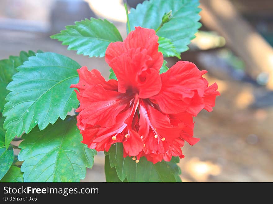 Flower from Thailand, Vivid pink hibicus is blooming in the morning sunlight