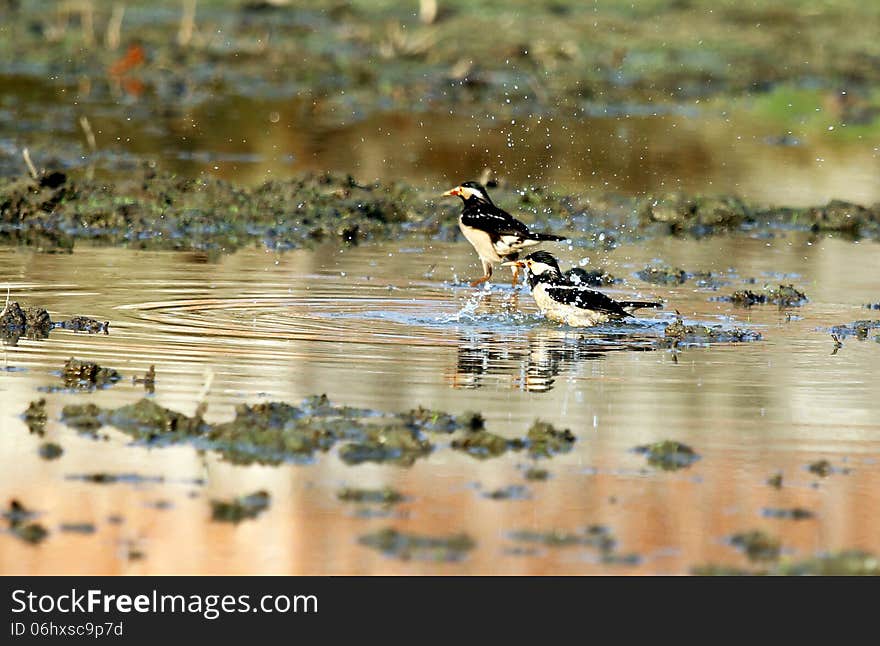 Bathing