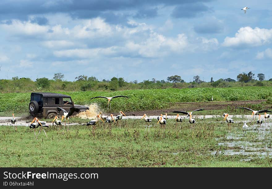 Defender 90 crosses a mud hole while flock of painted storks looks by at Udawalawa National Park. Defender 90 crosses a mud hole while flock of painted storks looks by at Udawalawa National Park.