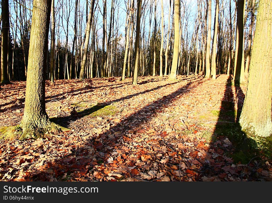 Oak forest in autumn sunny day