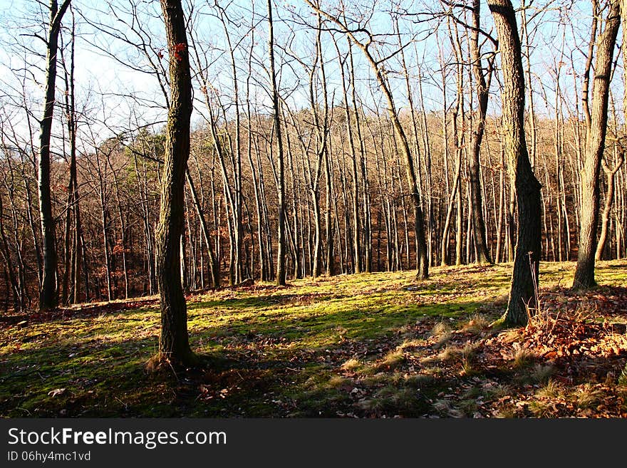 Oak forest in autumn sunny day, forest with moss on the ground