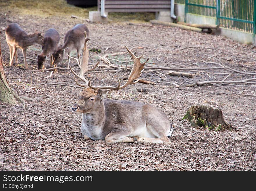 A herd of fallow deer in a deer park. A herd of fallow deer in a deer park