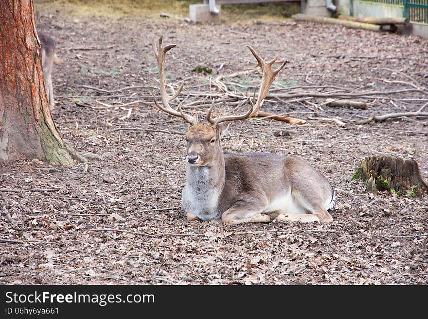 Fallow deer resting on the ground. Fallow deer resting on the ground