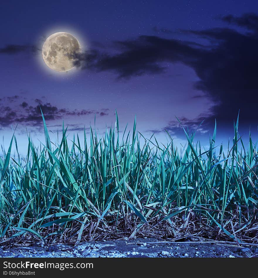 Grass growing out of stone at night