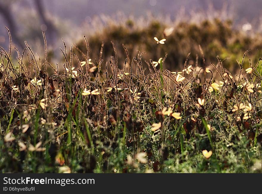 Swarm of flying ants back lit against grass. Artistic processing. Swarm of flying ants back lit against grass. Artistic processing.