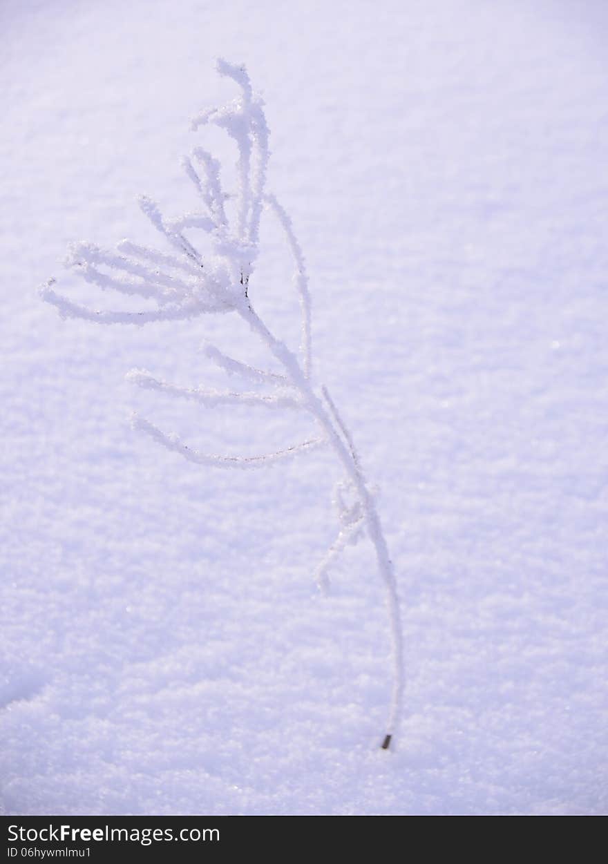 Bare Frozen Branch in the Beautiful Yellow Sun Beams