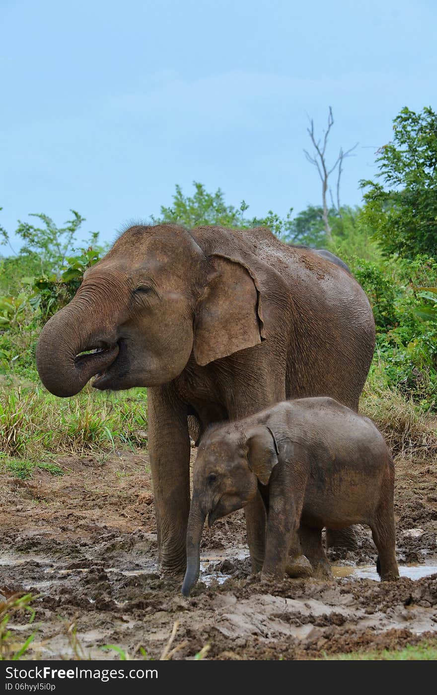 Mother And Baby Elephant Drinking Water