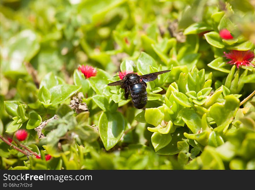 Black carpenter bee on flower