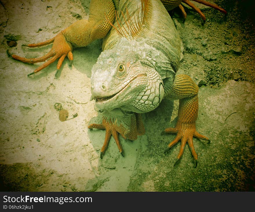 Large iguana crawling on the rocks