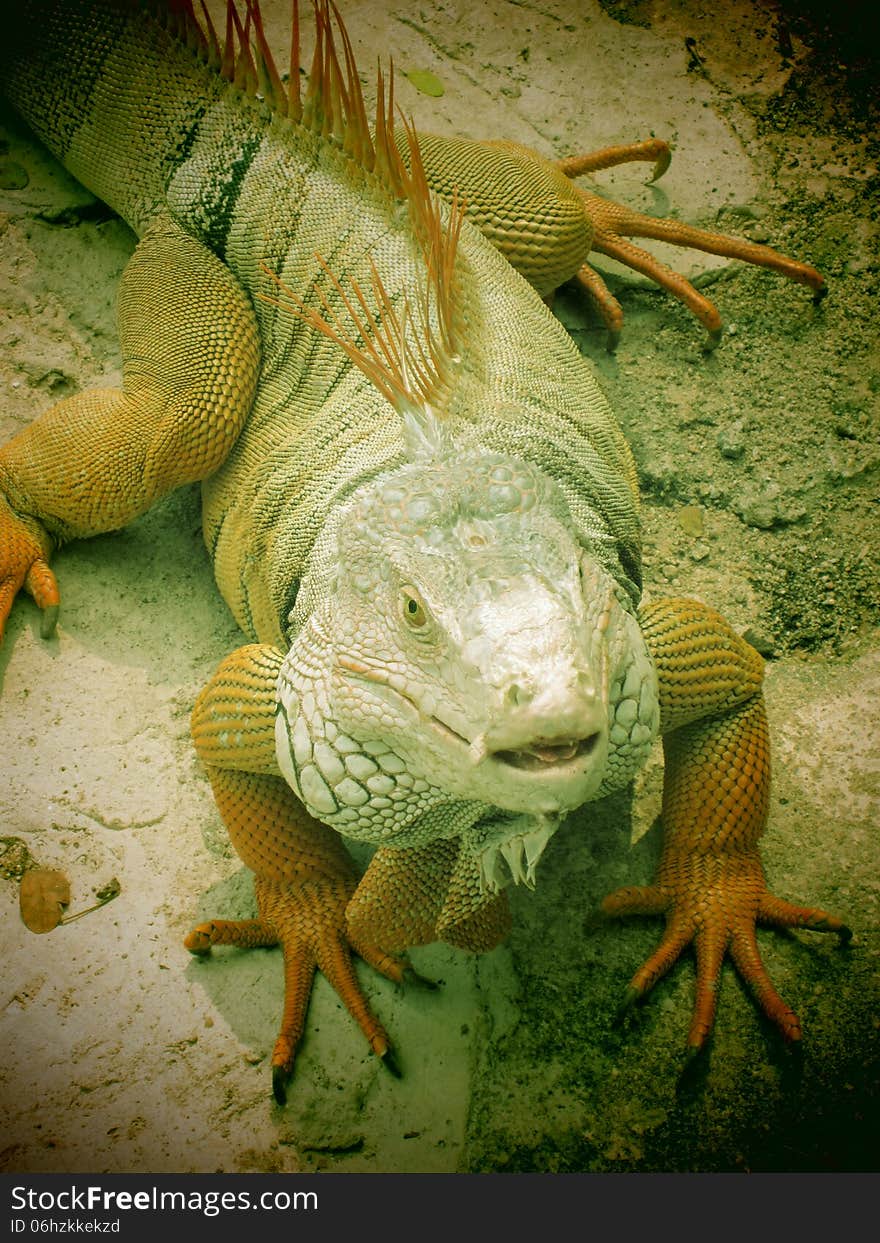 Large iguana crawling on the rocks