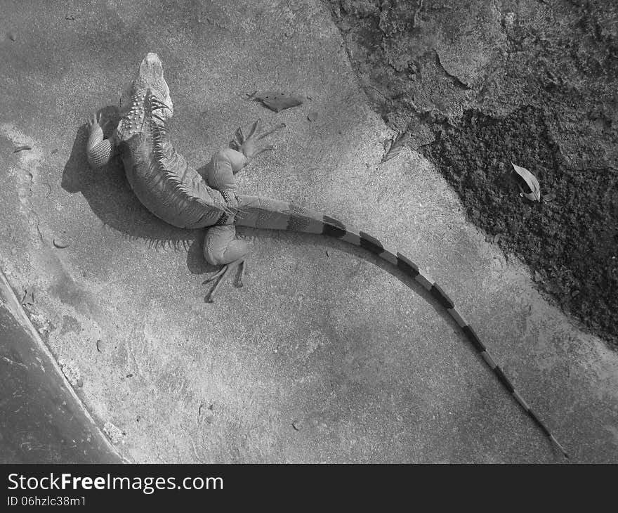 Large iguana crawling on the rocks