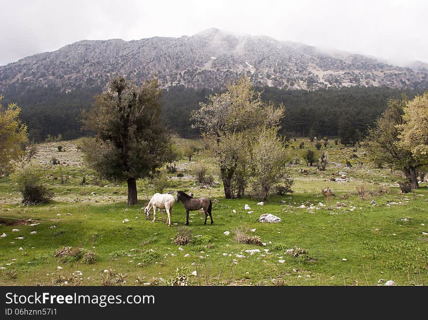 Black and white horse on the mountain