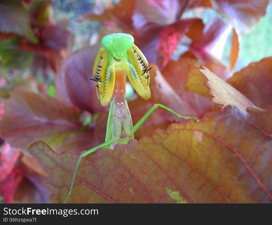 An amazing stance of a common mantis with its arms are kept tightly closed beyond its little jaw. An amazing stance of a common mantis with its arms are kept tightly closed beyond its little jaw.