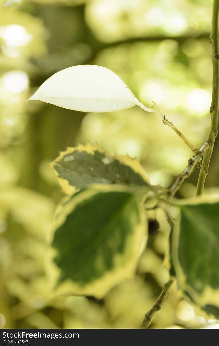 White leaf on a yellow background blurred.