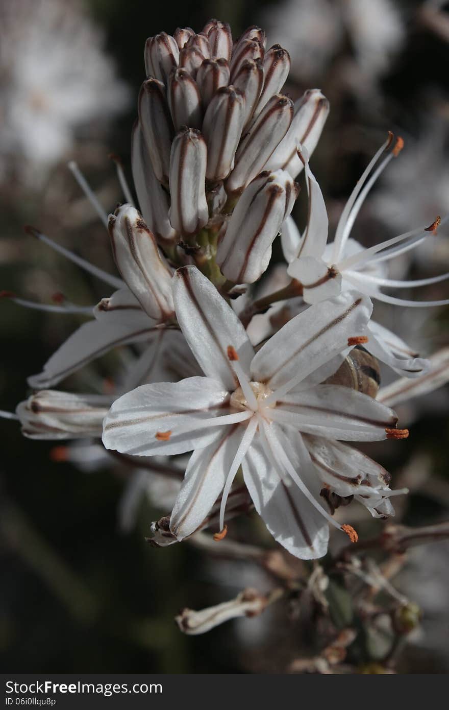 Spring flower