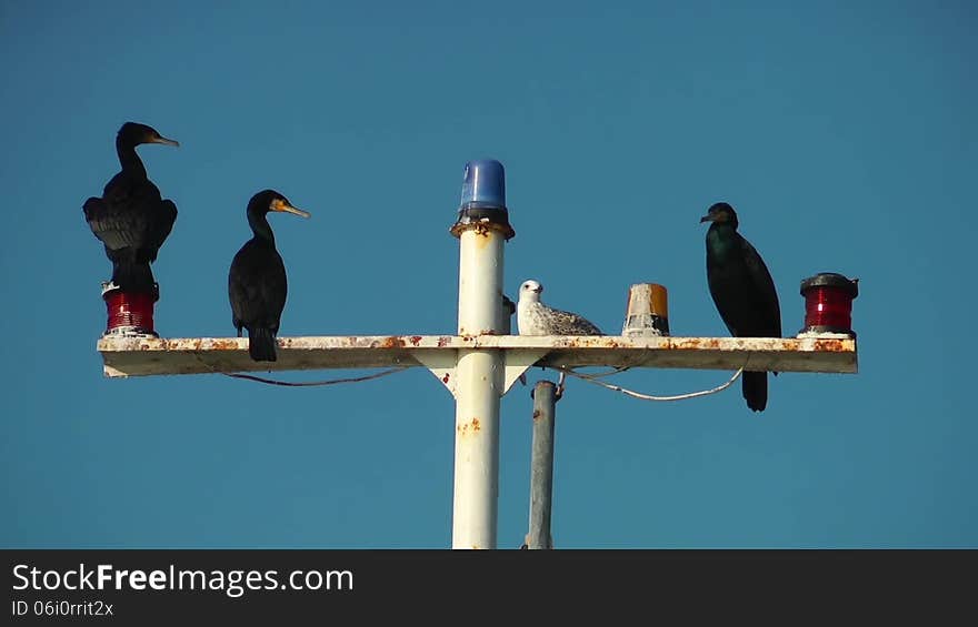 Cormorants and Seagull on the Ship Pole