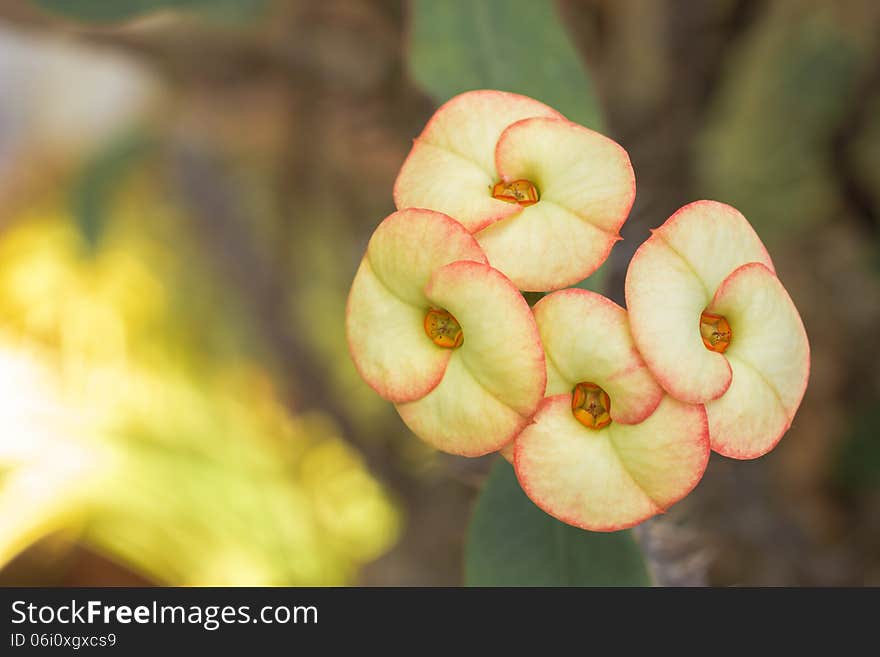 Crown of thorns flowers in garden , Euphorbia milli Desmoul. Crown of thorns flowers in garden , Euphorbia milli Desmoul.