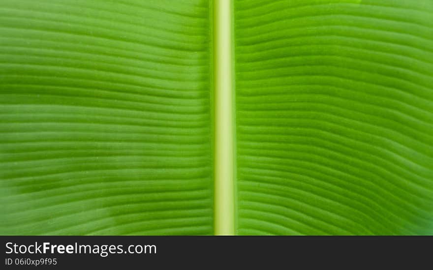 Close up to banana leaf