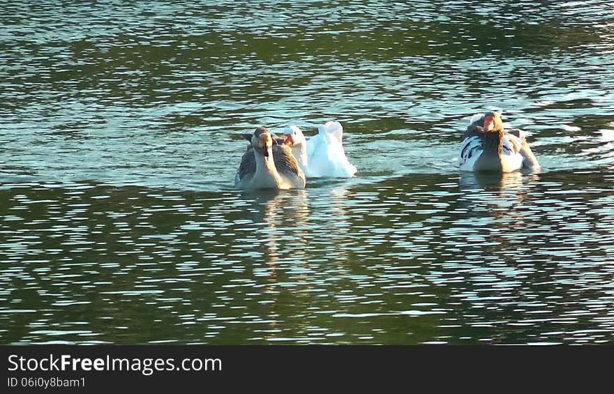 The Ducks swimming in the Lake. The Ducks swimming in the Lake