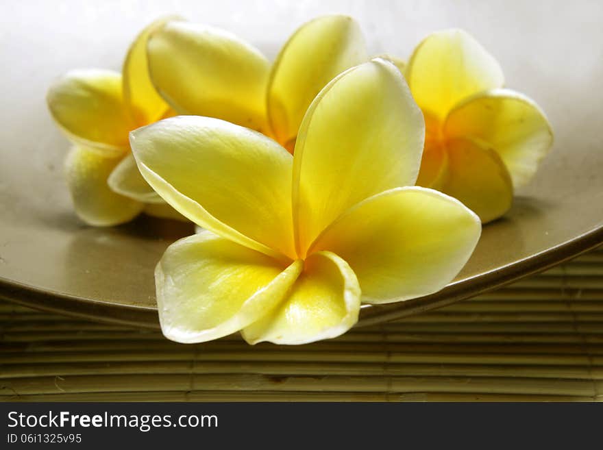 White Yellow Frangipani