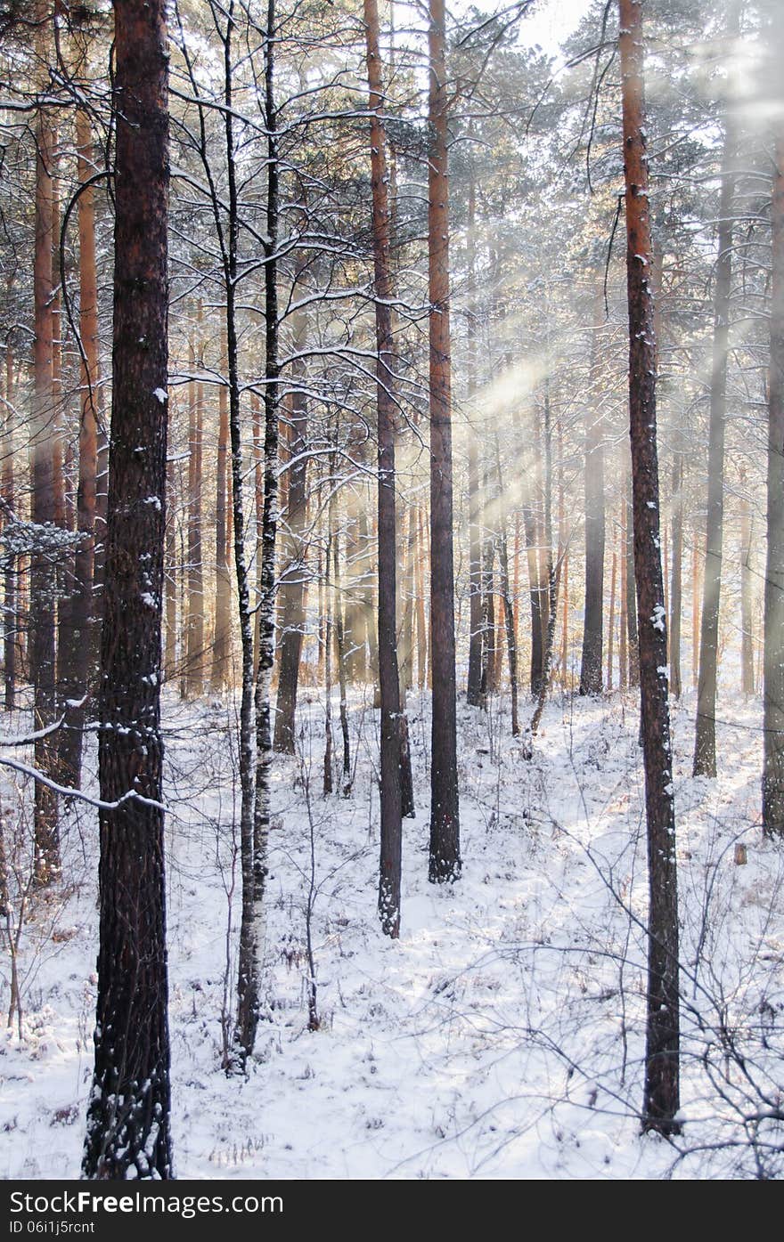 Beams Through Frosty Fog In The Winter Pine Wood