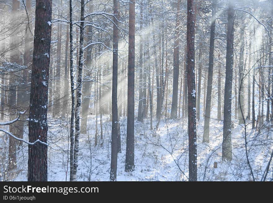 Beams through frosty fog in the winter pine wood background