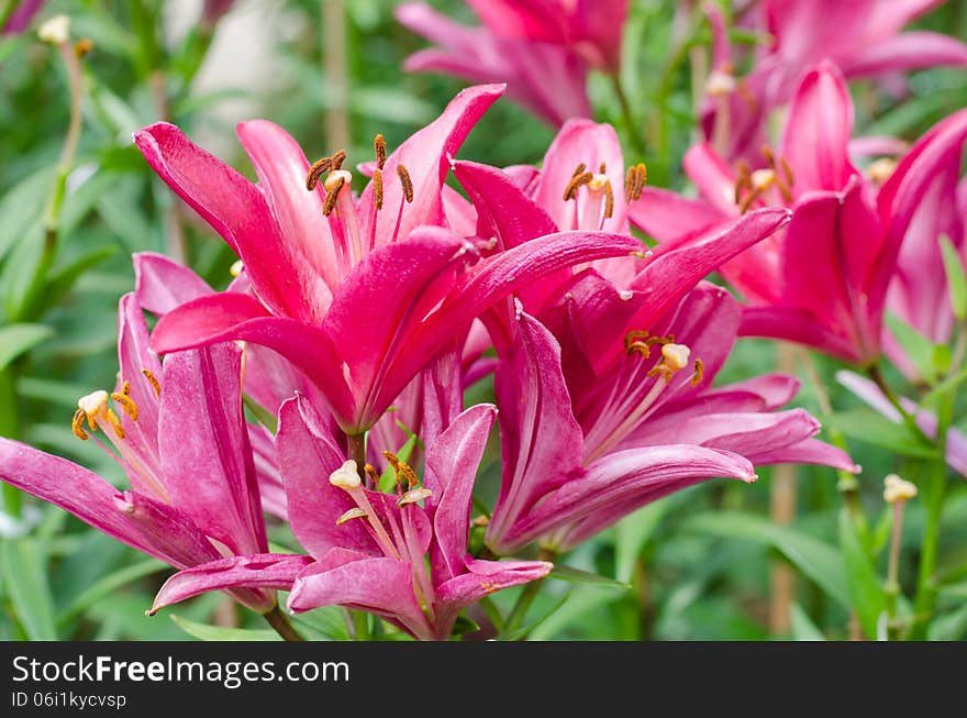 Blooming pink lily in park (dipterocarpus alatus)