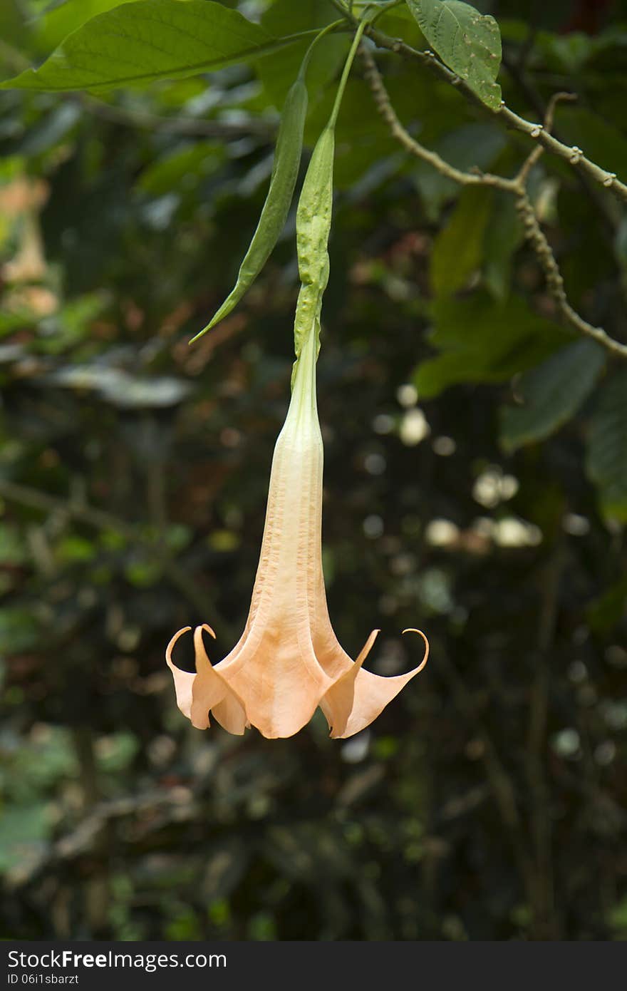 Rare tropical flowers decorating the expanses of Grenada. The beauty of the plant is insidious, because it hides a terrible thing-toxicity. Rare tropical flowers decorating the expanses of Grenada. The beauty of the plant is insidious, because it hides a terrible thing-toxicity.