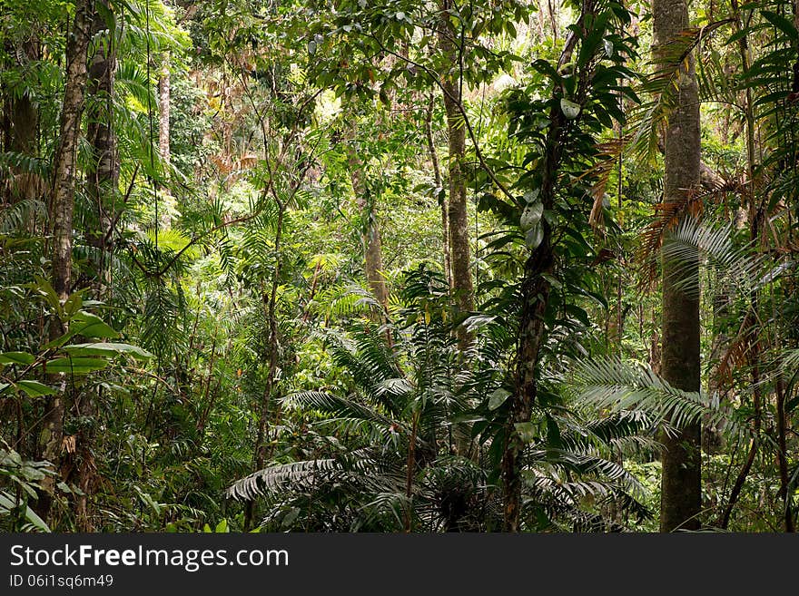 Daintree National Park, rainforest scenery in Queensland, Australia