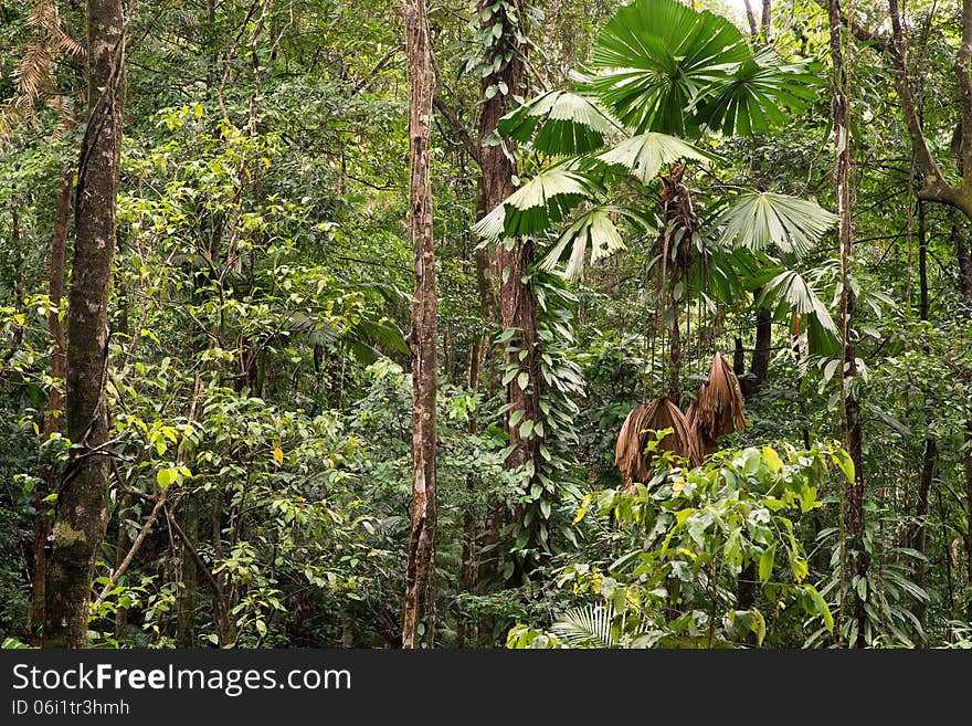 Daintree National Park, rainforest scenery in Queensland, Australia