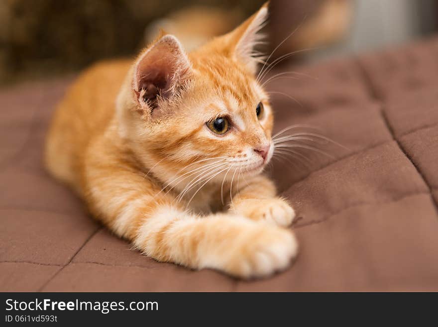 Small kitten lie on the bed