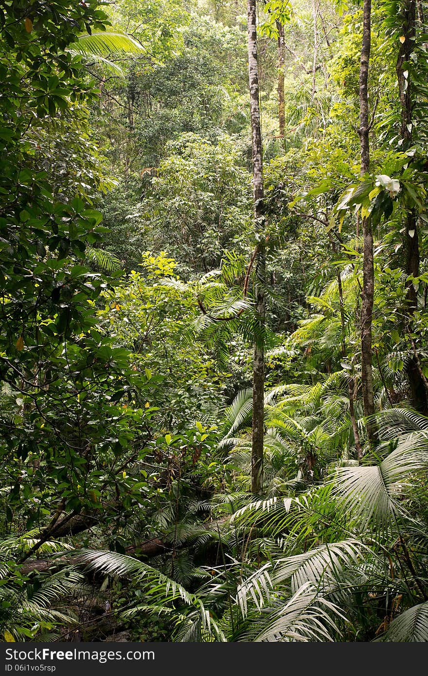 Daintree National Park, rainforest scenery in Queensland, Australia