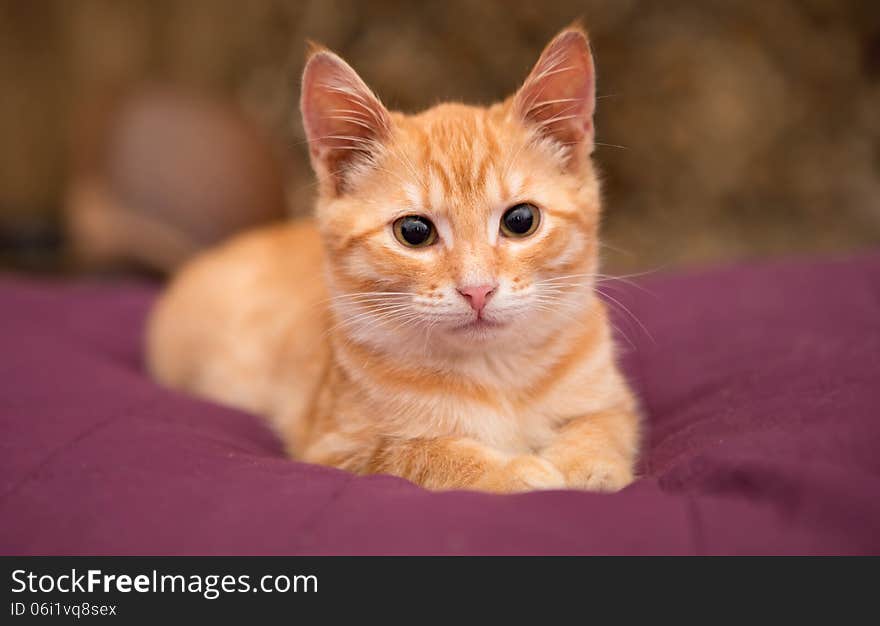 Orange kitten lie on the bed