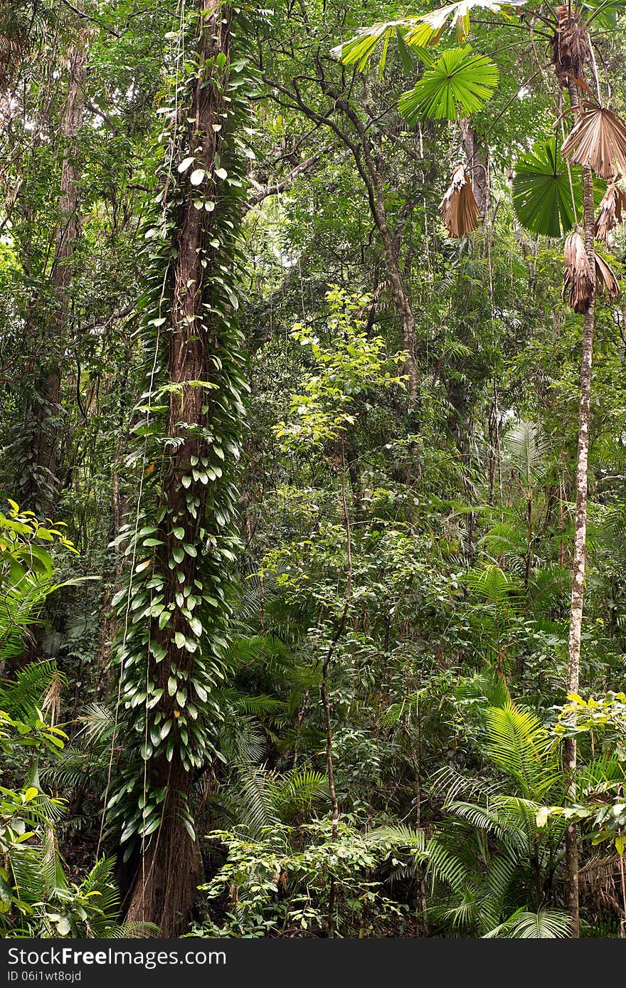 Daintree National Park, rainforest scenery in Queensland, Australia