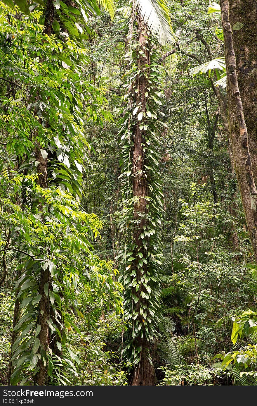 Daintree National Park, rainforest scenery in Queensland, Australia