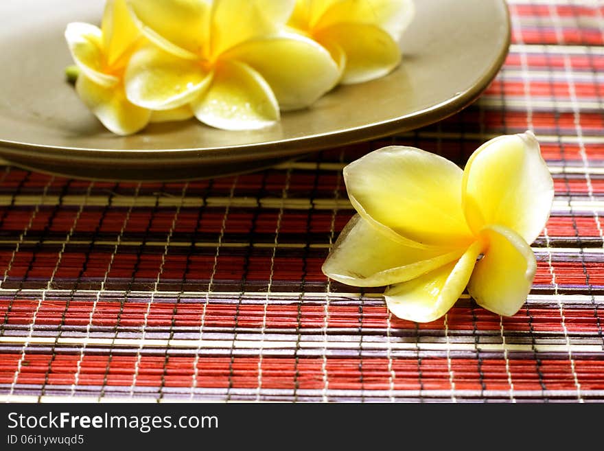 White Yellow Frangipani