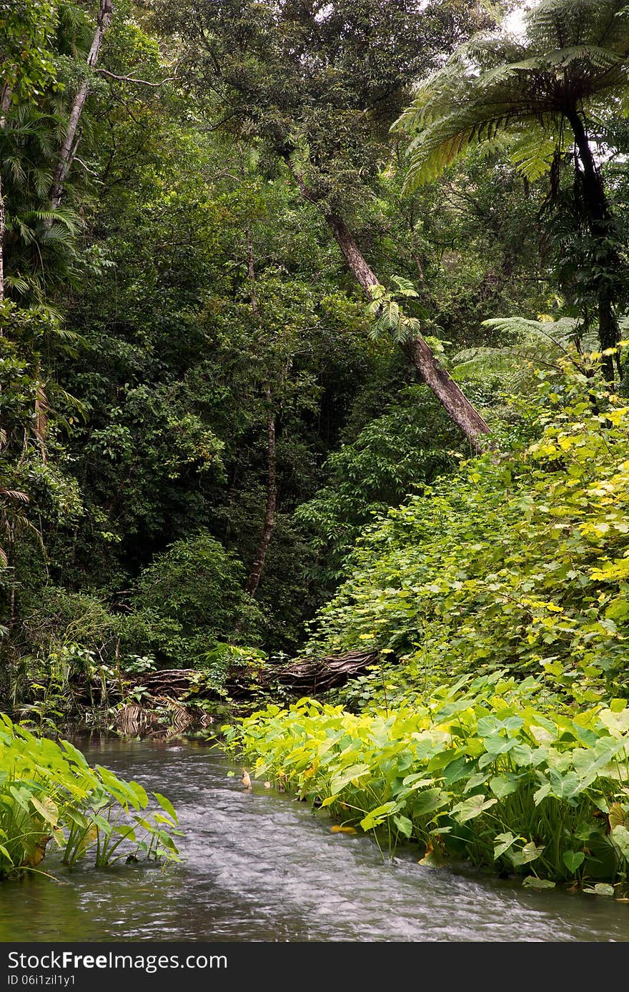 Daintree National Park, rainforest scenery in Queensland, Australia