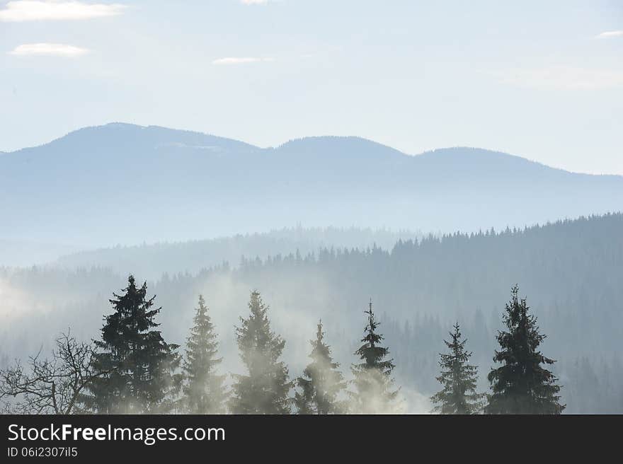 Foggy morning in the carpathian mountains forest