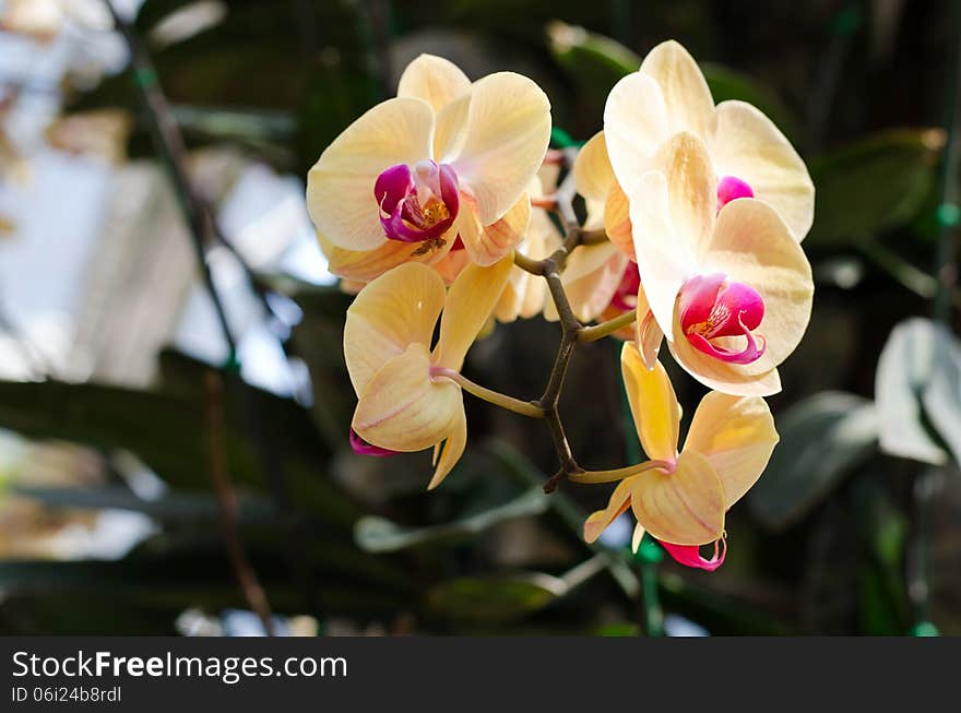 Beautiful yellow orchid