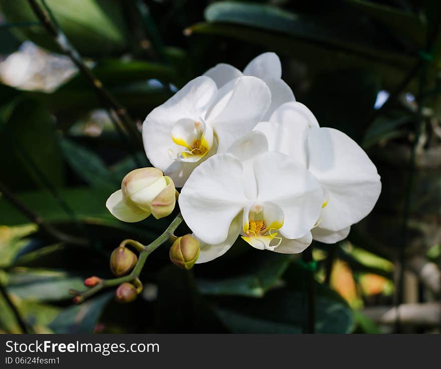 White Orchid