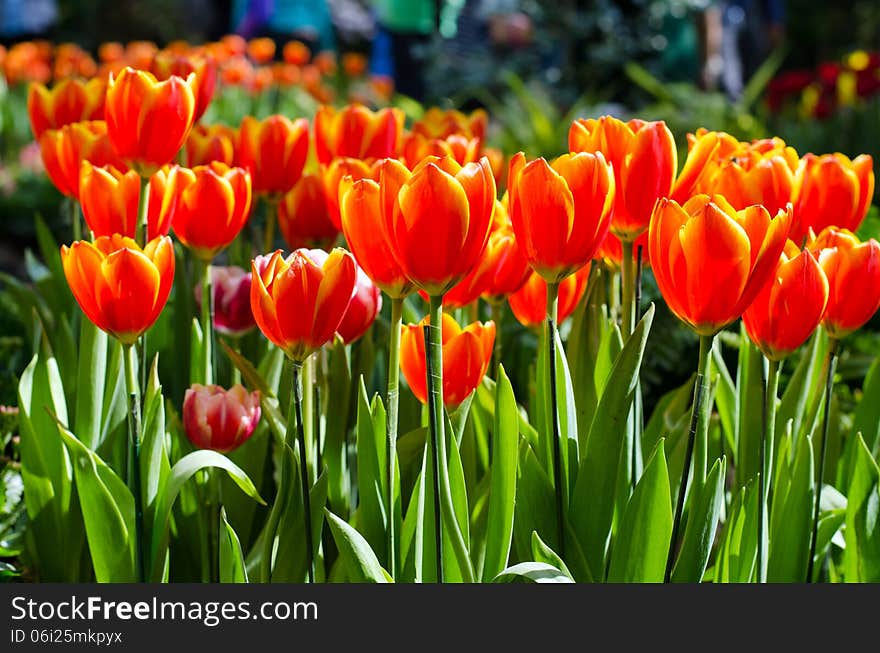 Beautiful orange tulips in the park. Spring landscape.