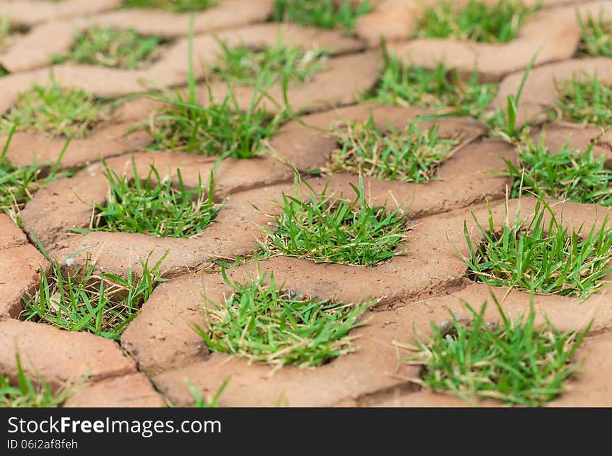 Brick floors with grass