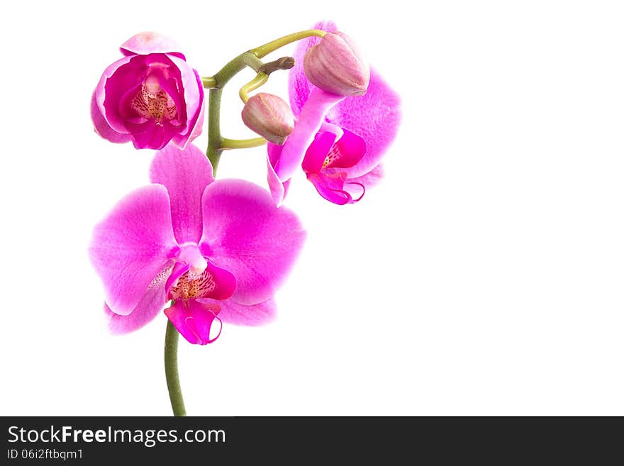 Pink orchid isolated on white. Pink orchid isolated on white